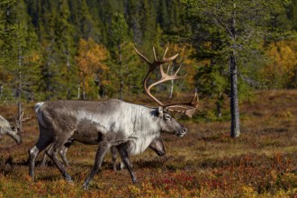 A reindeer bull (Rangifer tarandus) accompanies his herd wandering through the taiga during the