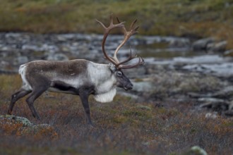 You can see the reindeer bull (Rangifer tarandus) during the exhausting time of the rut, rut,