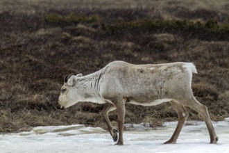 The thick fur protects the reindeer cow (Rangifer tarandus) from snow and cold, snow, snowfall,