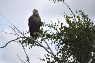 White-tailed eagle (Haliaeetus albicilla) sitting in a birch tree on the Darß, Mecklenburg-Western