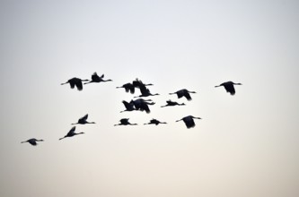 Cranes (Grus grus) flying on the Darß, Mecklenburg-Vorpommern, Germany