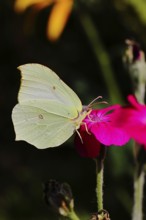 Lemon butterfly (Gonepteryx rhamny) on crown campion (Lychnis coronaria), in a nature garden,