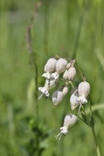 Pigeon's bedstraw or common bedstraw (Silene vulgaris), flower, Wilnsdorf, North Rhine-Westphalia,