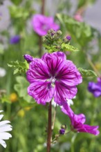 Common mallow (Malva sylvestris), flower in a meadow, medicinal plant, aromatic plant, medicinal