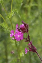 Red campion (Silene dioica), close-up of a flower in a meadow, Wilnsdorf, North Rhine-Westphalia,