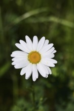 Daisy (Leucanthemum vulgare), flower in a meadow, close-up, macro, Wilnsdorf, North