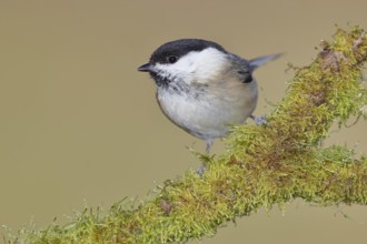 Willow Tit (Parus montanus), Willow Tit (Parus montanus) sitting on a branch overgrown with moss,