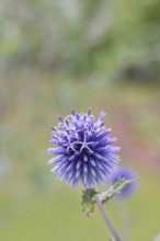 Blue globe thistle (Echinops ritro), flower, ornamental plant in a garden, Wilnsdorf, North