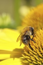 Field bumblebee (Bombus pascuorum), collecting nectar on a coneflower (Echinacea), close-up,
