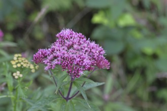 Hemp agrimony (Asteraceae), water hemp, Kunigundenkraut, flowering on a forest path, summer,