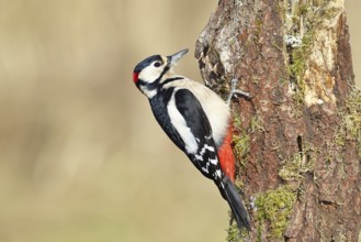 Great spotted woodpecker (Dendrocopos major) male, sitting on a tree trunk, North Rhine-Westphalia,