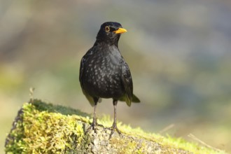 Blackbird (Turdus merula) male, on a moss-covered tree root, Wilnsdorf, North Rhine-Westphalia,