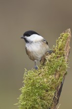 Willow Tit (Parus montanus), Willow Tit (Parus montanus) sitting on a branch overgrown with moss,