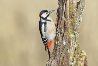 Great spotted woodpecker (Dendrocopos major), male, foraging on a tree stump overgrown with moss