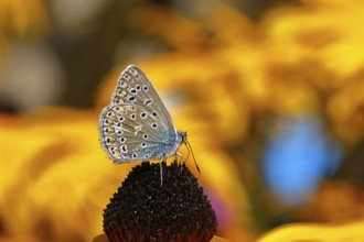 Ononis natrix blue (Polyommatus icarus), common blue, female on a flower of the yellow coneflower