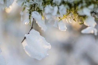 Frost, hoarfrost on moss, winter, Leibertingen, Upper Danube nature park Park, Baden-Württemberg,
