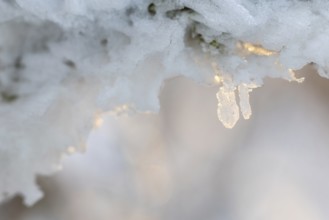Frost, hoarfrost, winter, Leibertingen, Upper Danube nature park Park, Baden-Württemberg, Germany