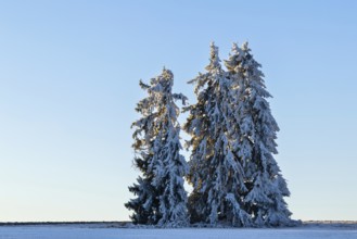 Spruce (Picea), Pine (Pinaceae), frost, hoarfrost, winter, Leibertingen, Upper Danube nature park