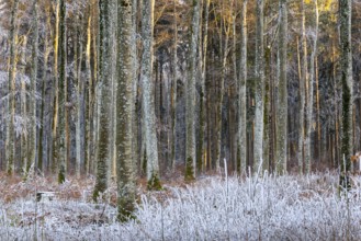 Beech forest (Fagus), beech family (Fagaceae), frost, rime, winter, Leibertingen, Upper Danube