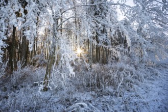 Beech (Fagus), beech family (Fagaceae), forest edge, sunbeams, frost, hoarfrost, winter,