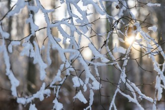 Beech branch (Fagus), beech family (Fagaceae), forest edge, sun, frost, hoarfrost, winter,