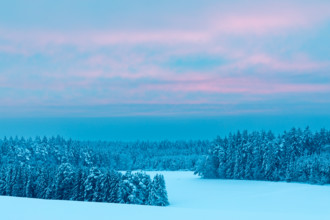 Winter forest, spruce (Picea), pine (Pinaceae), snow, winter, dawn, Leibertingen, Danube valley,