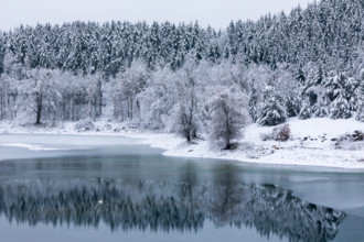 Mixed forest reflecting on water, frost, hoarfrost, winter, ice, lake, Laiz, Upper Danube nature