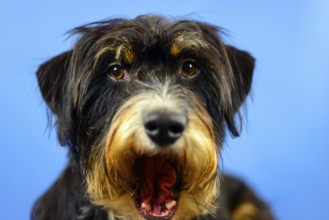 Close-up of a dog with an open mouth and an astonished expression in front of a blue wall, mixed