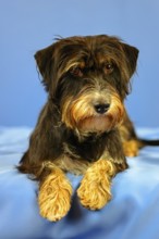 Close-up of a black and brown dog on a blue fabric background, mixed breed dog, wire-haired