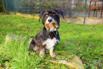 A dog sits outside on a rock in the grass, mixed breed, mixed breed dog, wire-haired dachshund