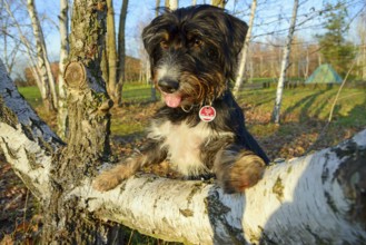 A dog playfully sits on a birch trunk in autumn, surrounded by trees and sunlight, mixed breed dog,