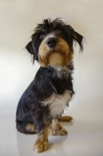 A dog sitting in front of a white background, mixed breed dog, wire-haired dachshund