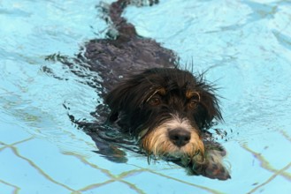 A black dog swims in the pool, dog swimming in the outdoor pool, mixed breed, wire-haired dachshund
