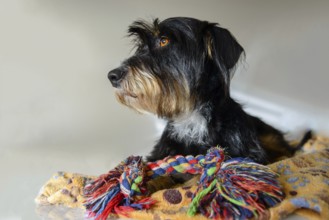 Dog with colored rope toy on a blanket, mixed breed dog, wire-haired dachshund terrier-Havanese