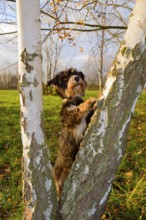A dog climbs birches in the park, mixed breed, mixed breed dog, wire-haired dachshund