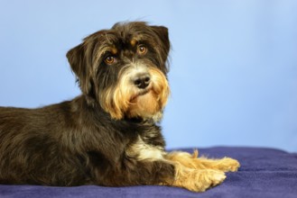 A curious-looking dog is lying on a black blanket in front of a blue wall, mixed breed dog,
