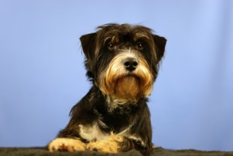 A dog with calm facial expression in front of a blue wall, mixed breed dog, wire-haired dachshund