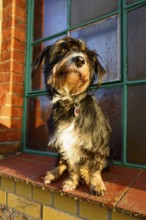 A dog sitting in sunlight in front of a window, mixed breed dog, wire-haired dachshund