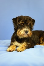 An attention-looking black and brown dog lying on a blue background, mixed breed dog, wire-haired