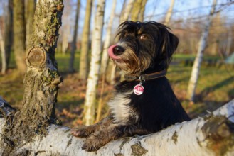 An attentively looking dog licks its snout and sits on a birch trunk in the forest, mixed breed