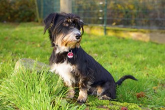 A dog sitting in the grass in the sun, mixed breed, wire-haired dachshund terrier-Havanese mix,