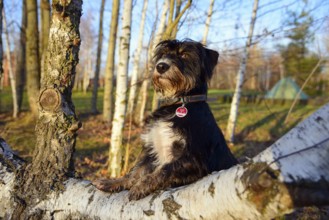 A dog sits proudly and attentively on a birch trunk in a birch forest, mixed breed dog, wire-haired