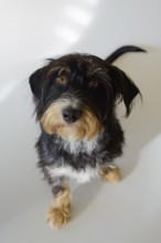 A dog looks up against a light background, mixed breed, mixed breed dog, wire-haired dachshund