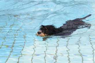 A dog swims through the pool, dog swimming in the outdoor pool, mixed breed, mixed breed dog,