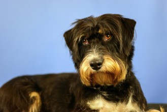 A dog looks expectantly at the camera in front of a blue wall, mixed breed dog, wire-haired