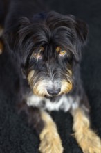 Close-up of a black and brown dog looking seriously on a dark carpet, mixed breed dog, wire-haired