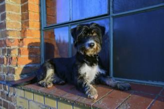 A dog is lying relaxed on a brick window sill in sunlight, mixed breed, mixed breed dog,