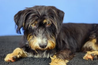 The dog lies relaxed in front of a blue wall and looks attentively, mixed breed dog, wire-haired