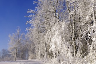 Winter landscape, snow, trees, path, atmospheric, Winterberg, North Rhine-Westphalia, Germany, The