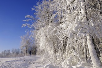 Winter landscape, snow, trees, path, single walker, blue, white, Winterberg, North